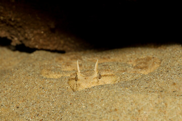 Close up Sahara horn viper in sand at the cave