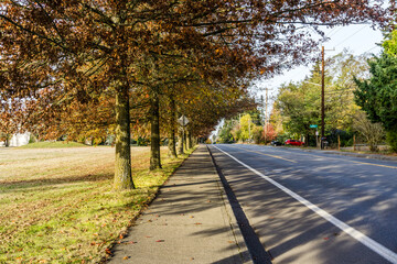 Fototapeta na wymiar Seatac Streetside Autumn Trees 10