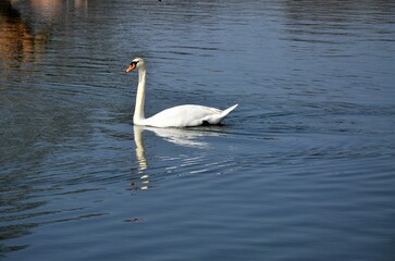 Versailles, France - White swans on a lake