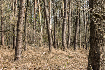 firn trees in a nature area called Kruisbergse Bossen in winter