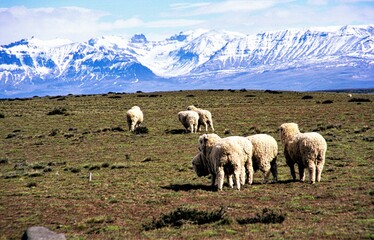 Halbwild lebende Schafe in der unendlich weiten und dünn besiedelten Landschaft von Patagonien vor...