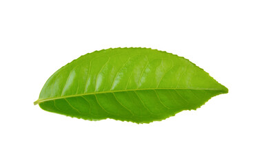 Fototapeta premium Green tea leaf on transparent png