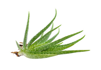 Aloe vera sliced  isolated on  transparent png