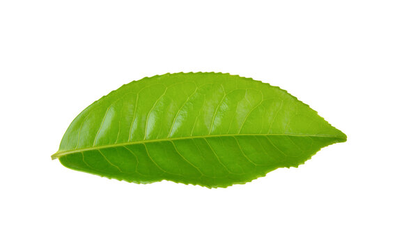 Green tea leaf on transparent png