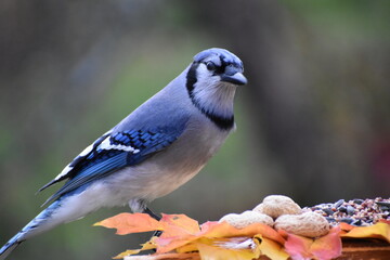 A blue jay at the feeder, Sainte-Apolline, Québec, Canada