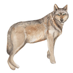 Watercolor forest animals. Gray wolf. Hand-painted woodland wildlife.