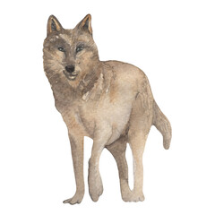 Watercolor forest animals. Gray wolf. Hand-painted woodland wildlife.