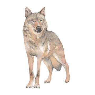 Watercolor forest animals. Gray wolf. Hand-painted woodland wildlife.