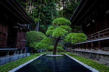 お寺の庭の松