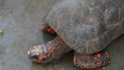 Geochelone Carbonaria | 红腿象龟 (Red-Footed-Tortoise)