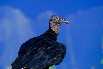 Vulture in close-up with very clear details of the eye. deep blue background
