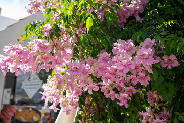 A green bush with pinkish pink tropical flowers. A bush with sharp hibiscus flowers in the foreground and a blurred background