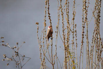 Beautiful common waxbill in the nature