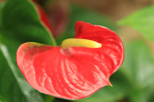 the Anthurium or Flamingo Flower, the nature concept image