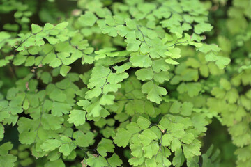 Obraz premium a Green leaves background, the nature concept image