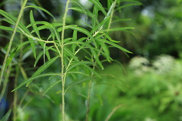 a Green leaves background, the nature concept image