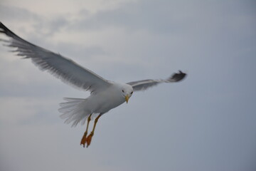 sea bird