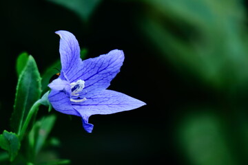 秋の七草の一つの花