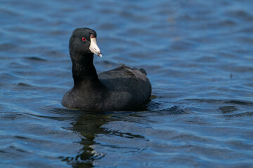 American Coot