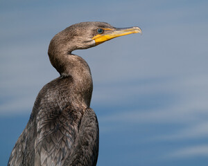 Double-creasted Cormorant