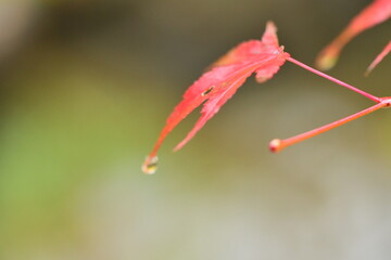 雨の日の紅葉