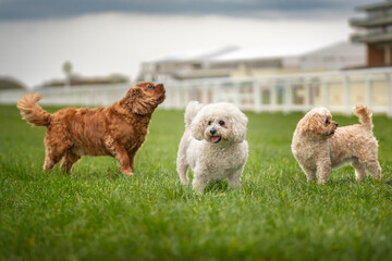 King Charles Cavalier and Bichon Frise and Cavachon standing on the grass