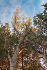 trees in the light of an autumn morning