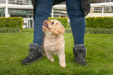 Cavachon walking between the legs of their obscured owner