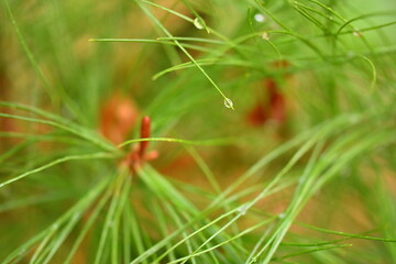 松の葉としずく