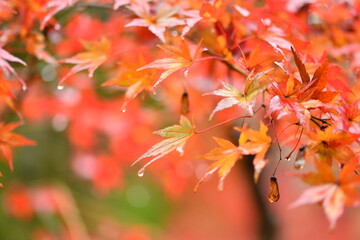 雨の日の紅葉