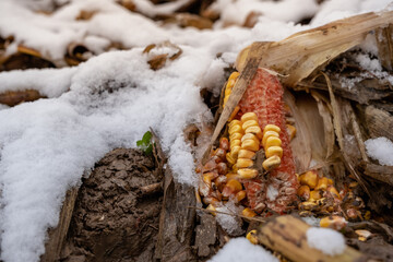 First snow in a rural cornfield. Corn cob on the ground among the snow.
