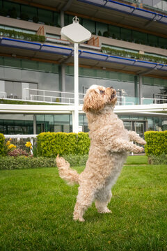 Cavachon standing on their hind legs with their paws out