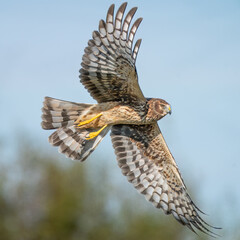 Northern Harrier