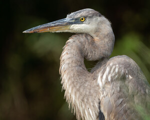 Juvenile Great Blue Heron