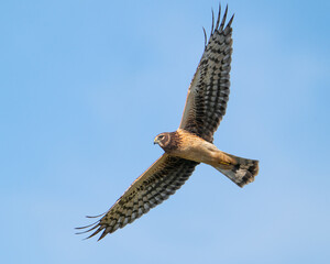Northern Harrier in Flight