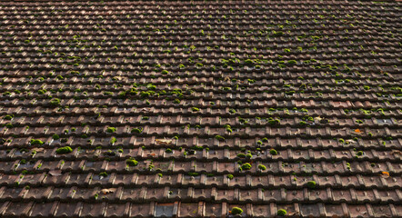 Moss covered roofing tiles