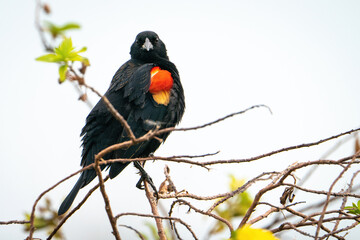 Male Red-winged Blackbird