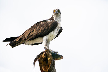 Osprey with Fish