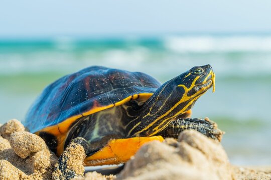 Closeup shot of a Alabama red-bellied cooter on the beach in Playa de la Marina in Alicante, Spain