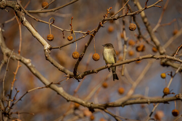 Eastern Phoebe perched on a tree branch