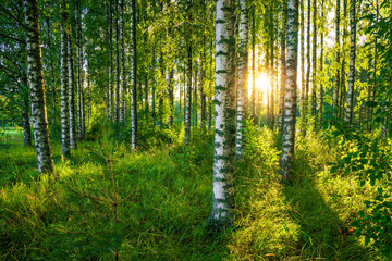 The last rays of the sun filter through the birch forest. A beautiful summer image of a typical...