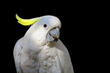 Yellow-crested cockatoo, portrait of a white cockatoo. The yellow-crested cockatoo also known as the lesser sulphur-crested cockatoo.