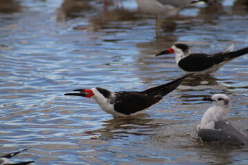Black skimmer coastal bird eating while plover and other skimmers swim nearby