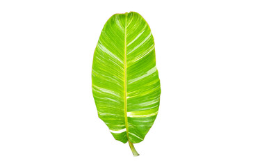 Fototapeta premium Top view, Single banana leaf isolated on white background for design or stock photo, summer flora, nature plant , stripes leave