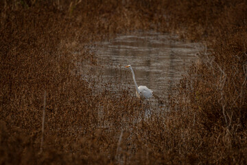 Great Egret stands in the marsh