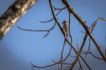 Downy Woodpecker perched on a tree branch
