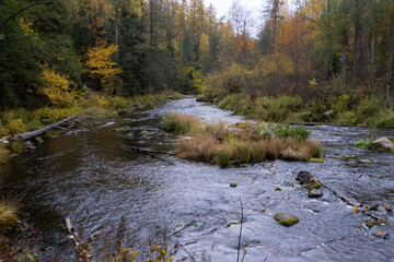 River in pine forest with stones and rapids