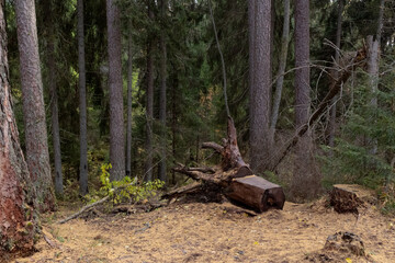 Fallen tree with roots in the autumn pine forest