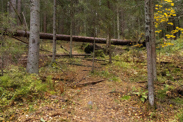 Autumn forest with fallen tree. High quality photo