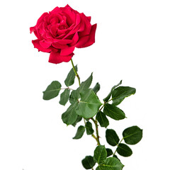 a single red bush rose